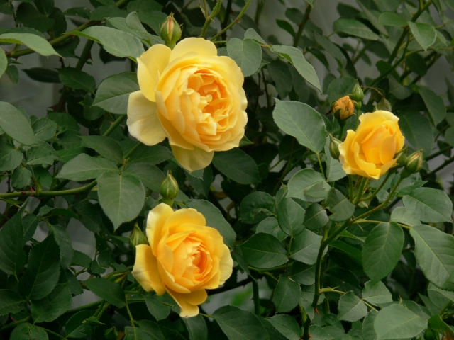 グラハムトーマスER