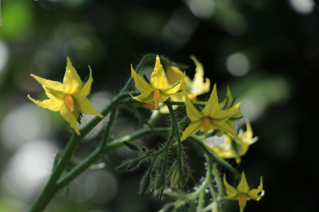 シュガープラム（花）