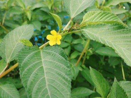 モロヘイヤ（花）