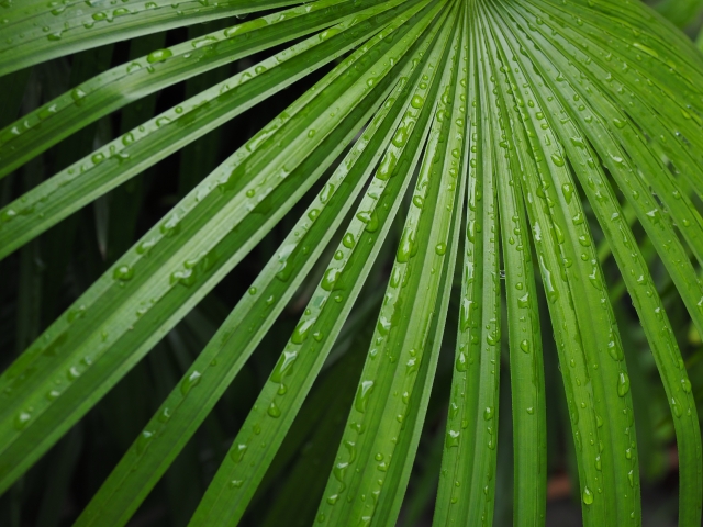 シュロチク（葉）