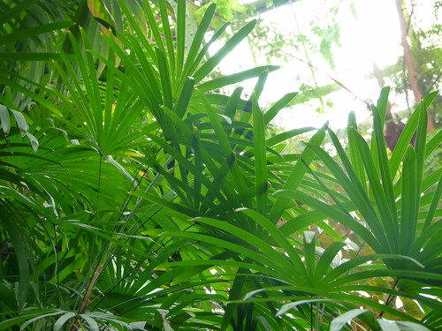 シュロチクの育て方！枯れた葉の処理やできるだけ葉を枯らさない管理方法のイメージ