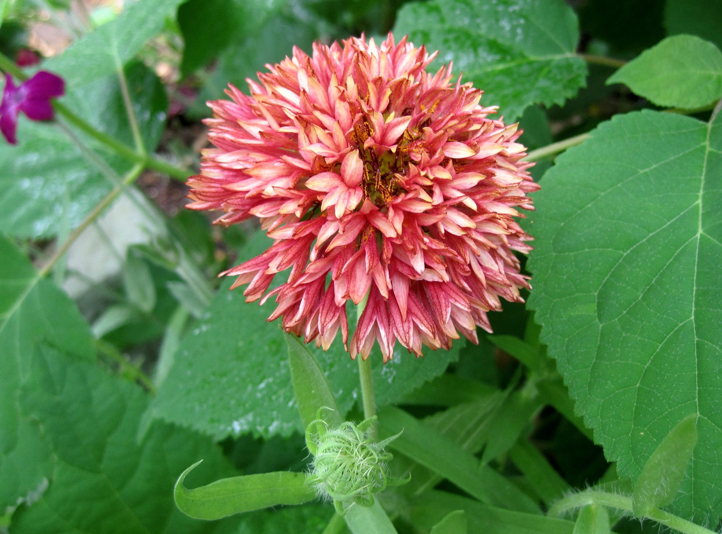 ガイラルディア・ラズルダズル