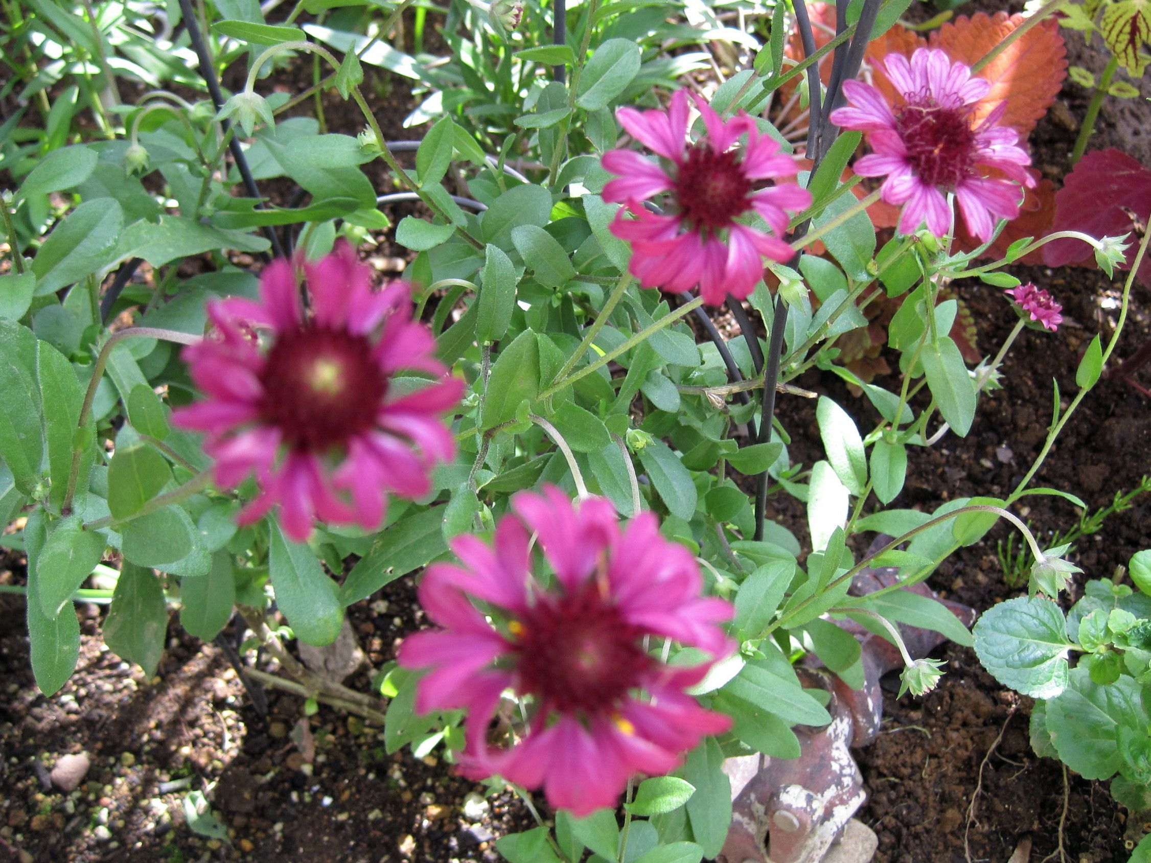 ガイラルディア・グレープセンセーション