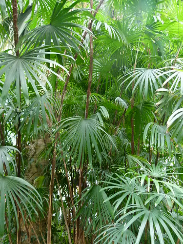 シュロチク（庭植え）