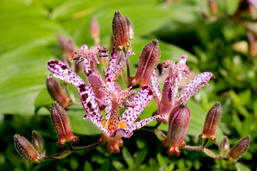 ホトトギス（蕾）