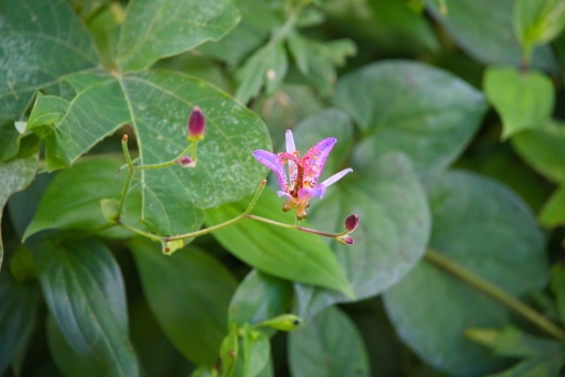 ホトトギス（葉）