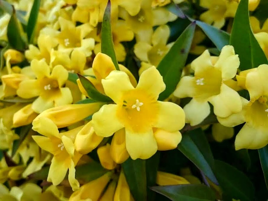 カロライナジャスミン