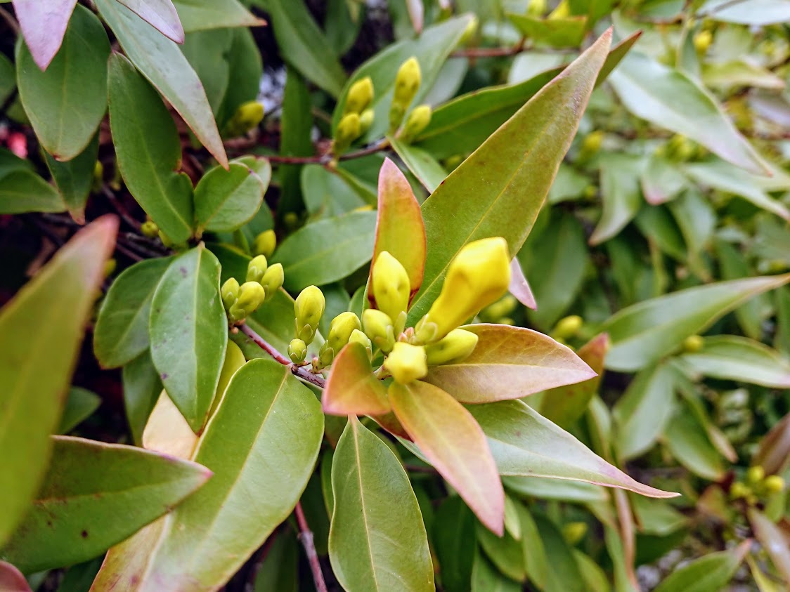 カロライナジャスミン　つぼみ