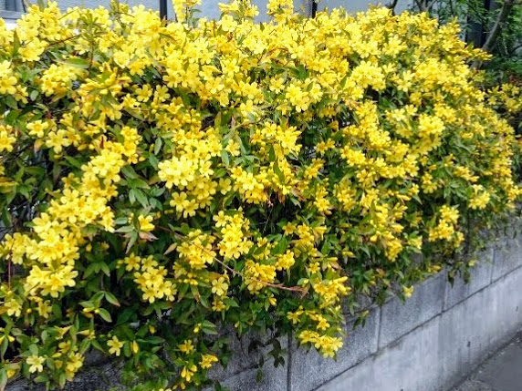 カロライナジャスミン　フェンスに絡ませる