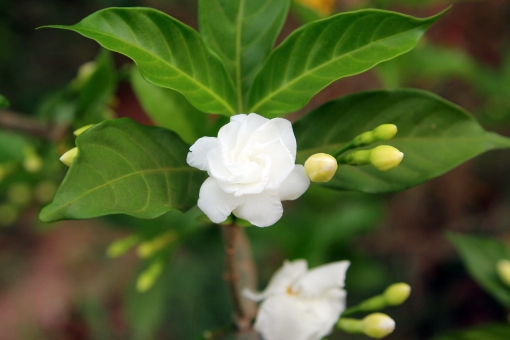 マツリカ（蕾）