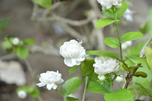 マツリカ（花）