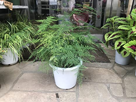 アスパラガス・ナナス