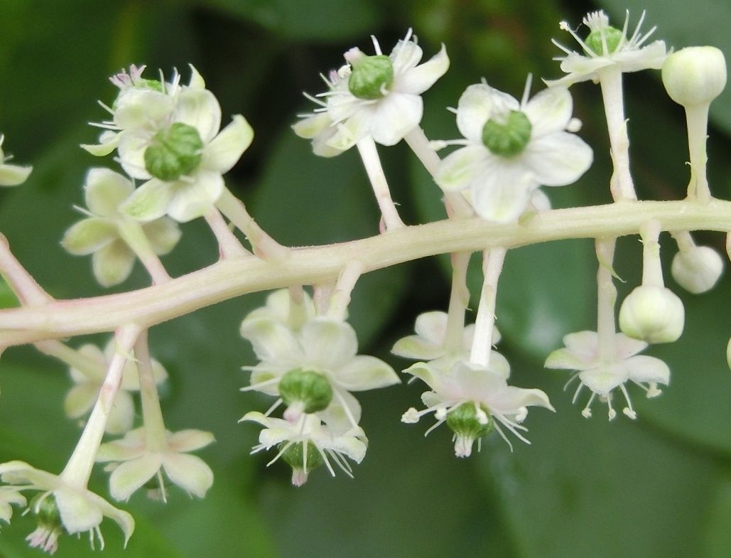 アスパラガス・スプレンゲリー（花）