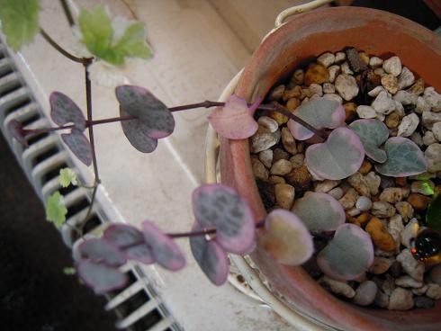 ハートカズラ（レディハート）