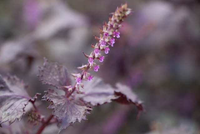 赤紫蘇（花）