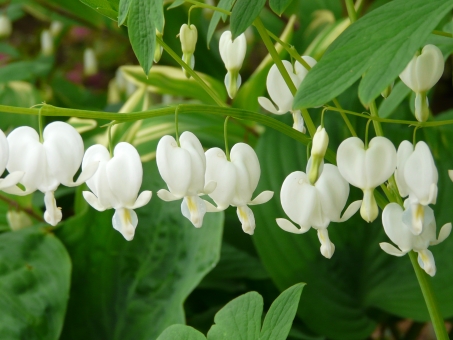 ケマンソウ（白）