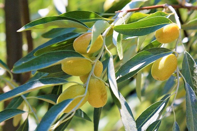 ロシアンオリーブの葉と熟した果実