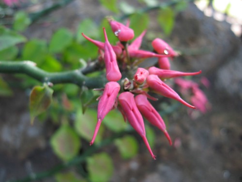 ペディランサス（花）