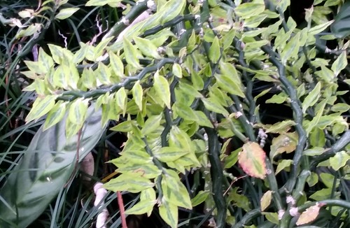 ペディランサス（紅葉）