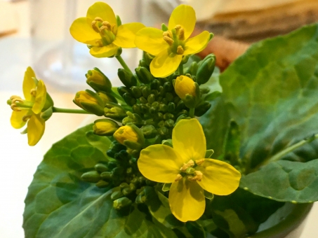 コマツナ（花）