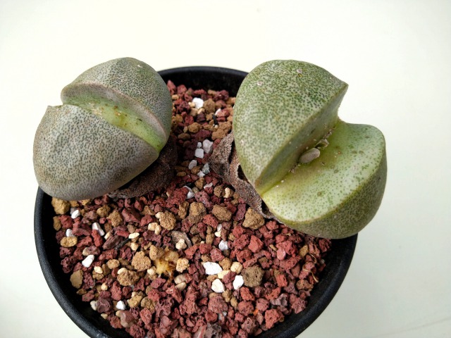 プレイオスピロス