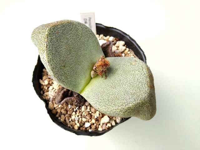 プレイオスピロス・巨鳳