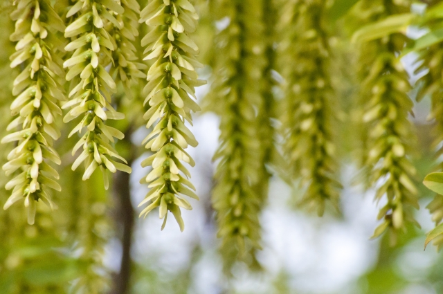 アカシデ（花穂）