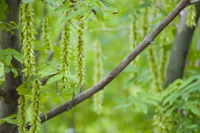 アカシデ（花穂と枝）