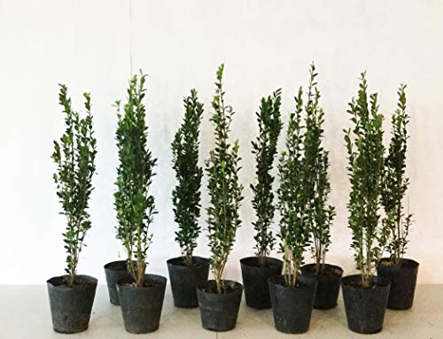 スカイペンシル