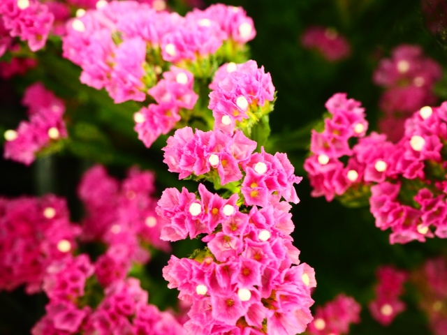 スターチス（ピンク）