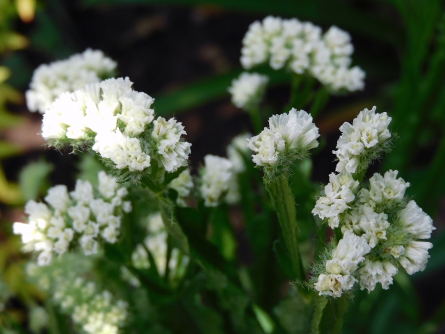 スターチス（白）