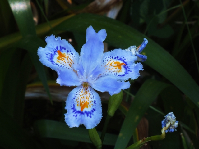 シャガ（青花）