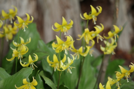 カタクリ（西洋カタクリ）