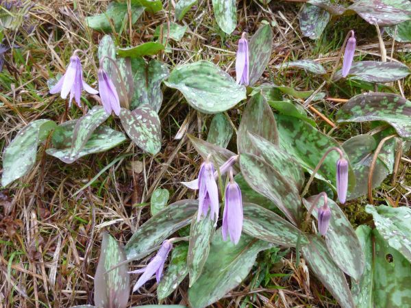 カタクリ（つぼみ）