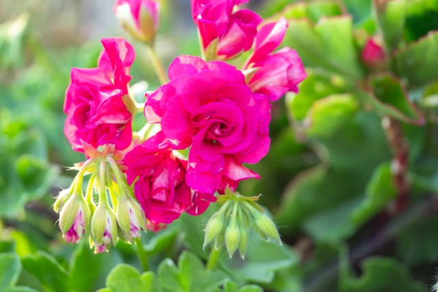 アイビーゼラニウムの花（八重咲き）
