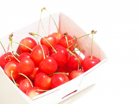 サクランボ（収穫）