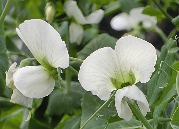 グリーンピース（花）