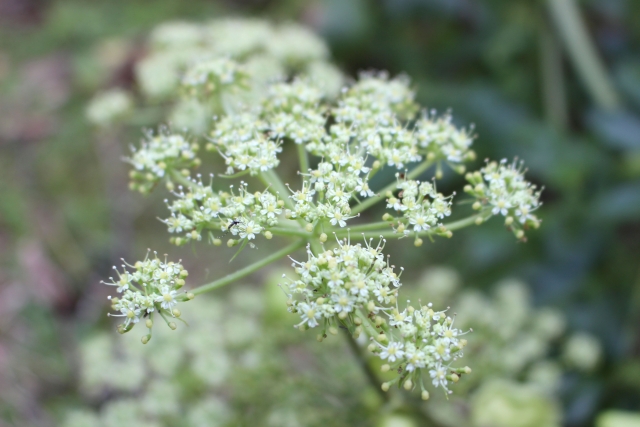 アシタバ（花）