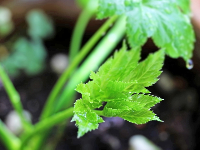 アシタバ（新芽）