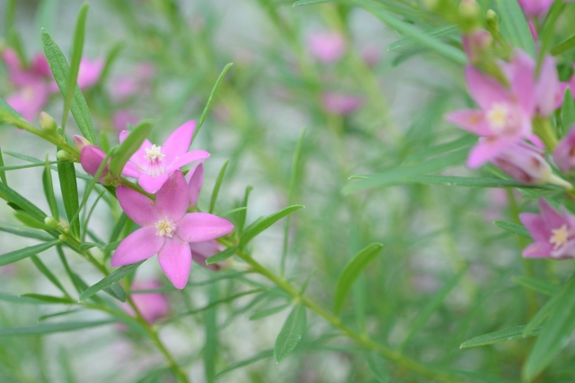 サザンクロス（花と枝葉）