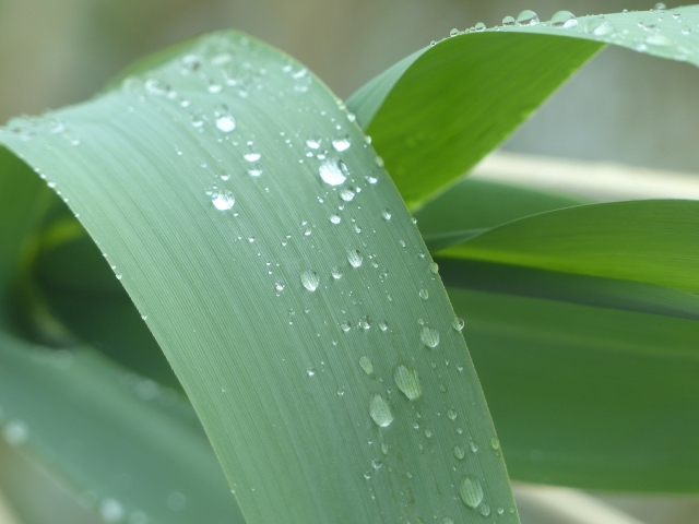 ササ（葉と水滴）