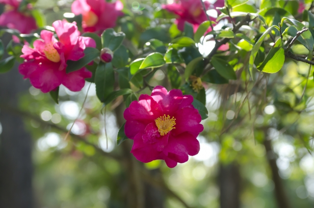サザンカ(山茶花)
