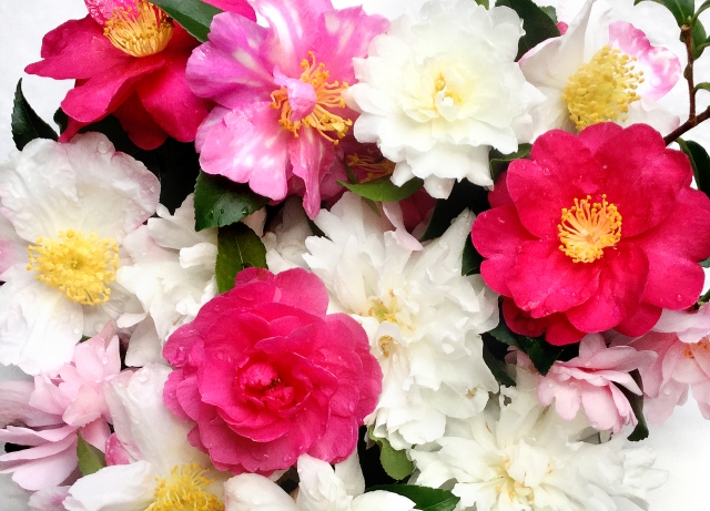 サザンカ（種類）