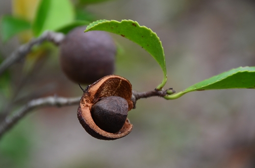 サザンカ（種）
