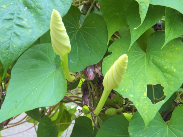 ユウガオ（つぼみ）