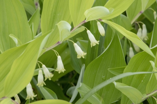 アマドコロ（葉）