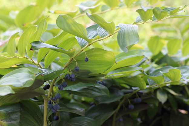 アマドコロ（実）