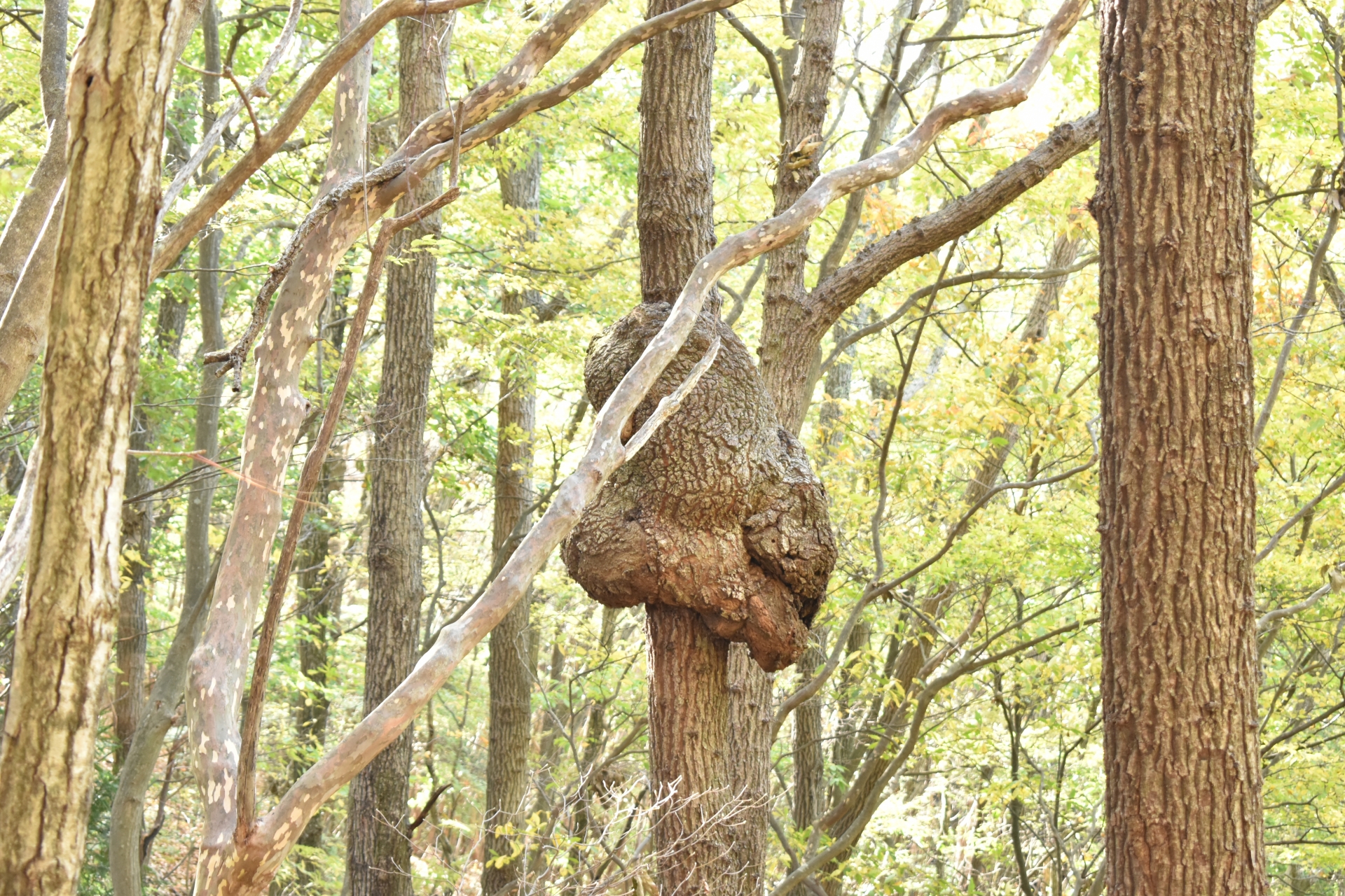 こぶ病