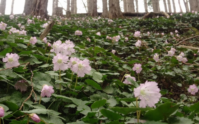 群生するイワウチワ①