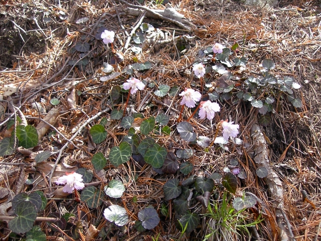 群生するイワウチワ②